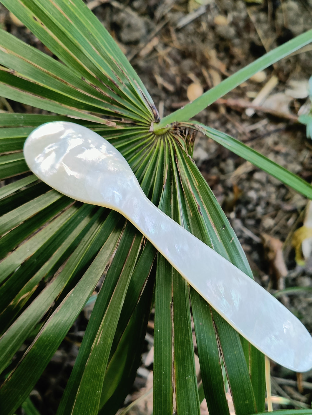 Cuillère à caviar en nacre de très belle qualité