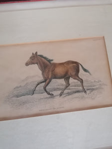 Gravure Anglaise cheval signé 
