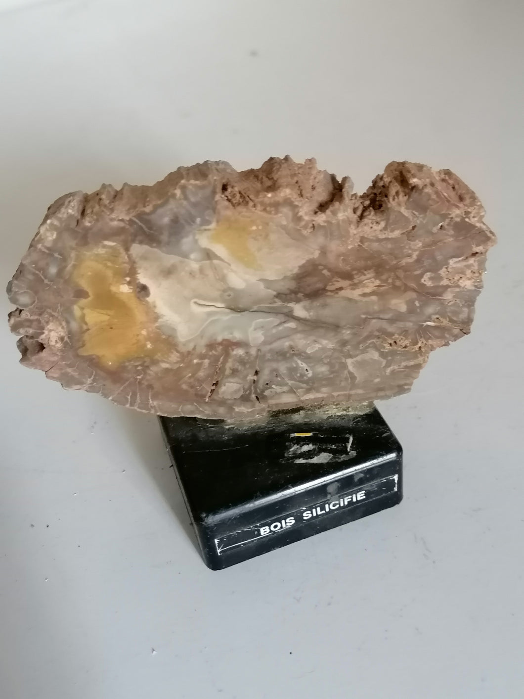 Tranche bois fossile 10cm
