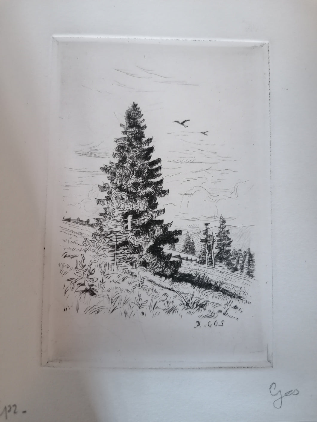 Albert Gos gravure original, montagne et Pin