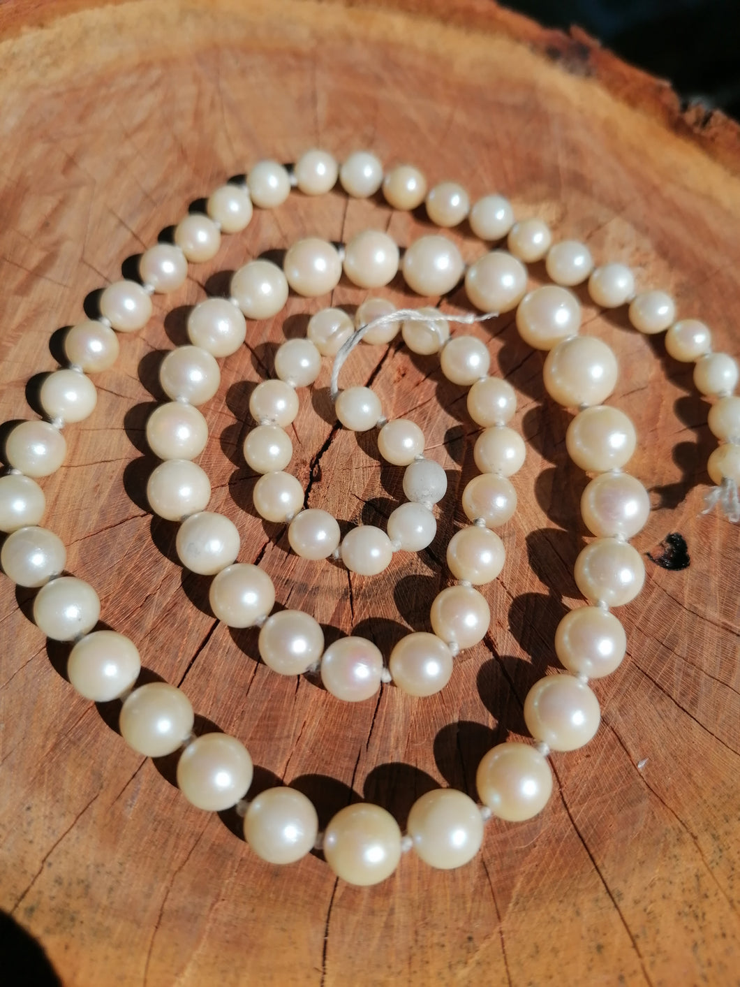 Rangée de perle de culture dégradée