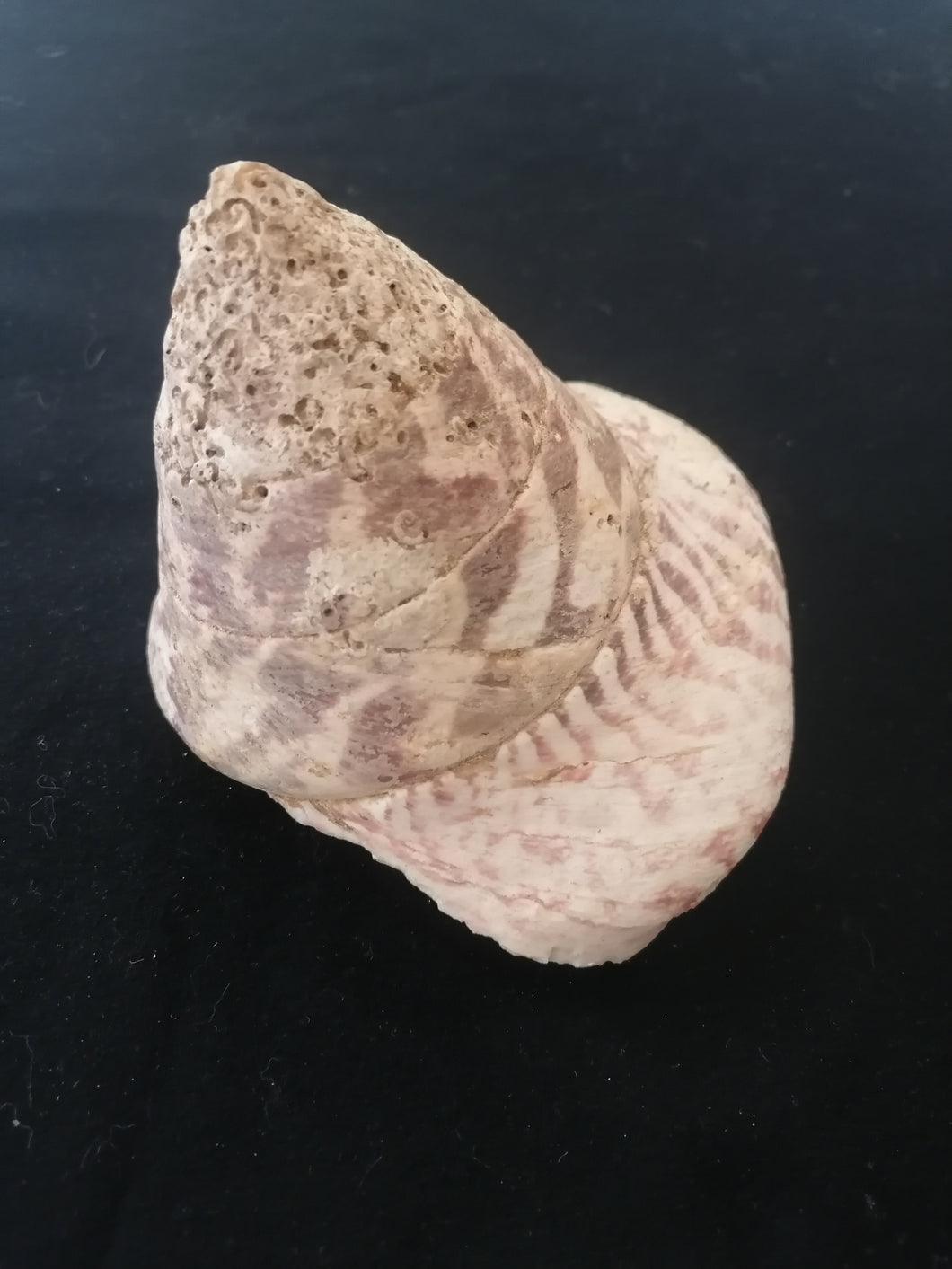 Coquillage hauteur 10cm 