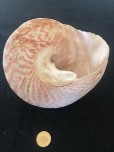 Coquillage hauteur 10cm 