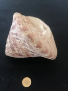 Coquillage hauteur 10cm 