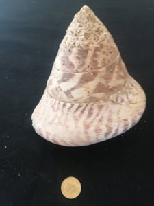 Coquillage hauteur 10cm 